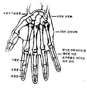 손의구조